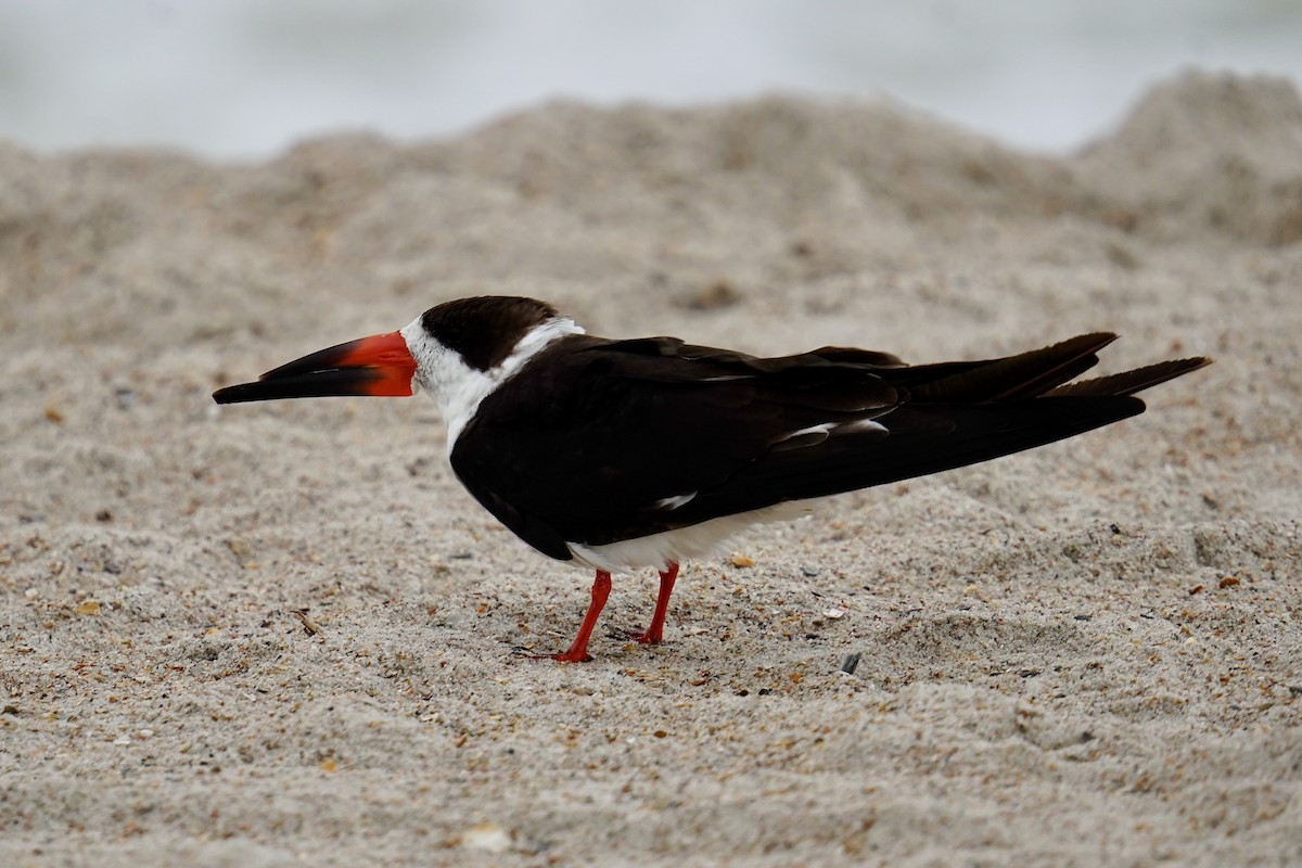 Black Skimmer - ML631884173