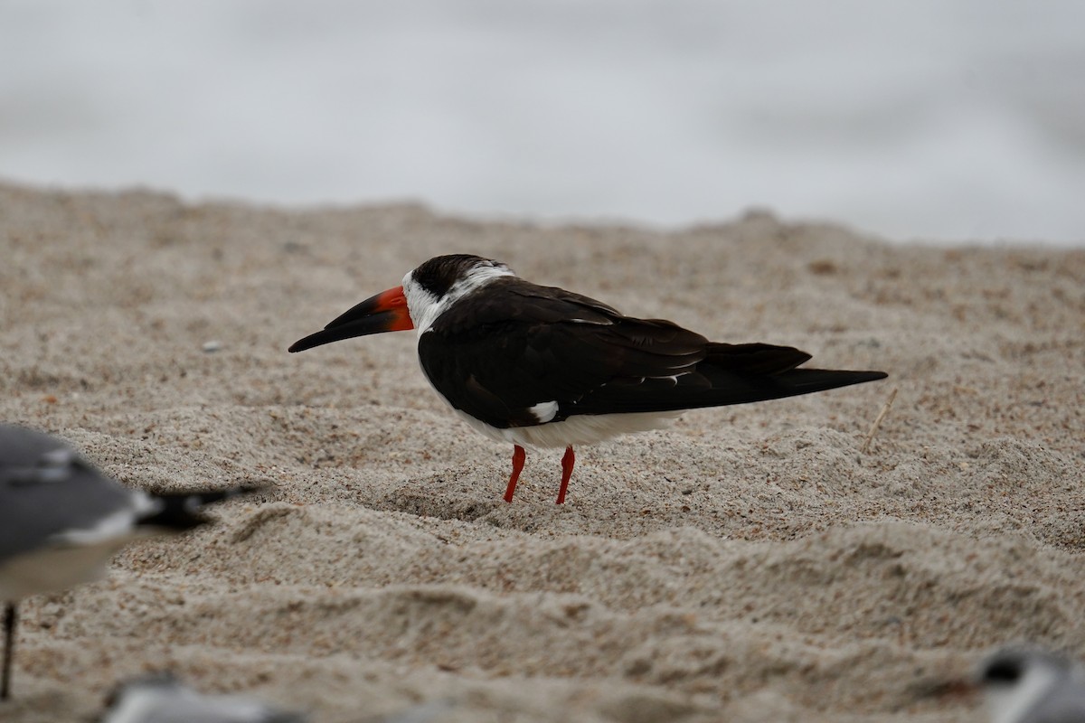 Black Skimmer - ML631884174