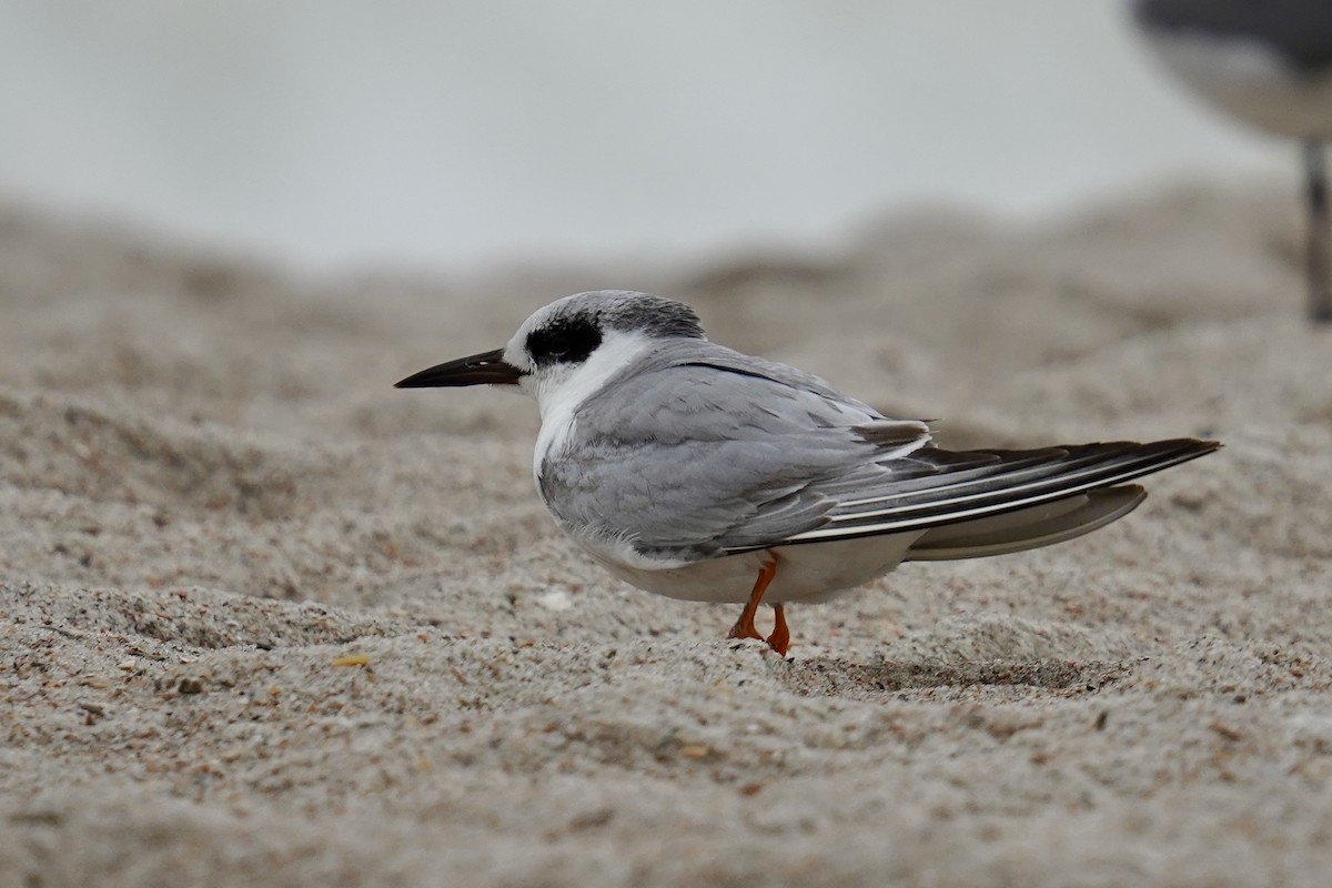 Forster's Tern - ML631884201