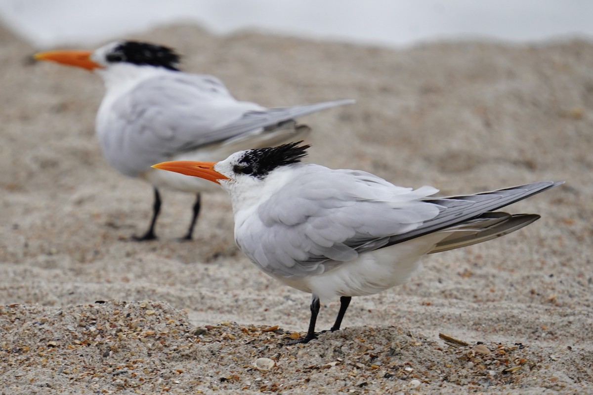 Royal Tern - ML631884259