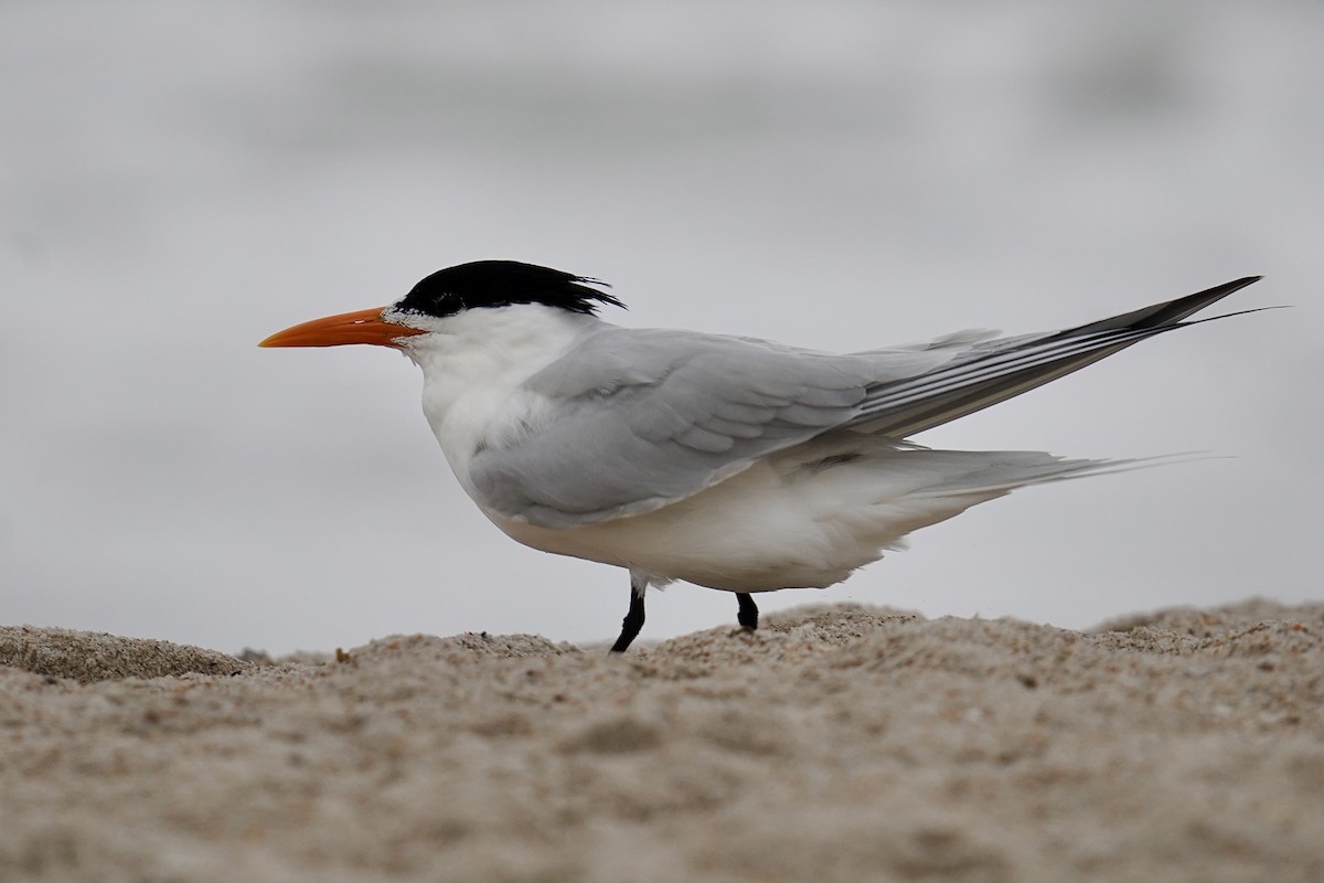 Royal Tern - ML631884260