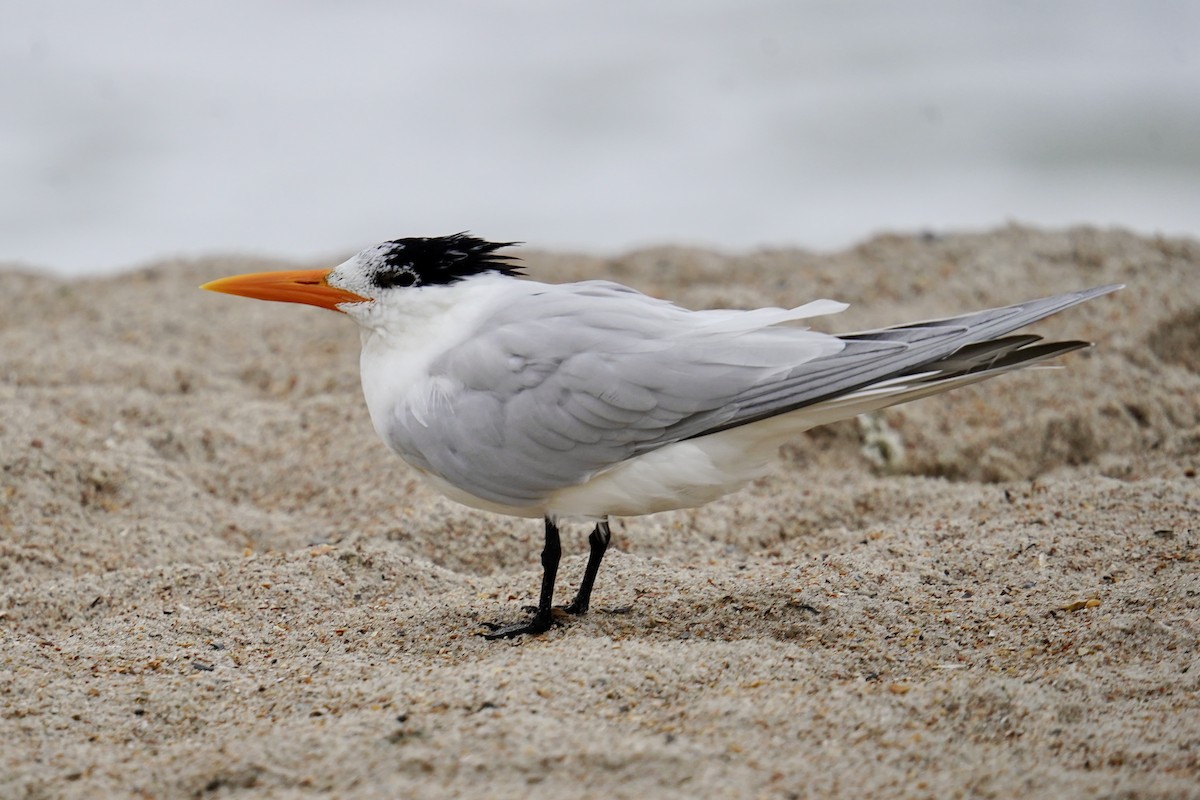 Royal Tern - ML631884261