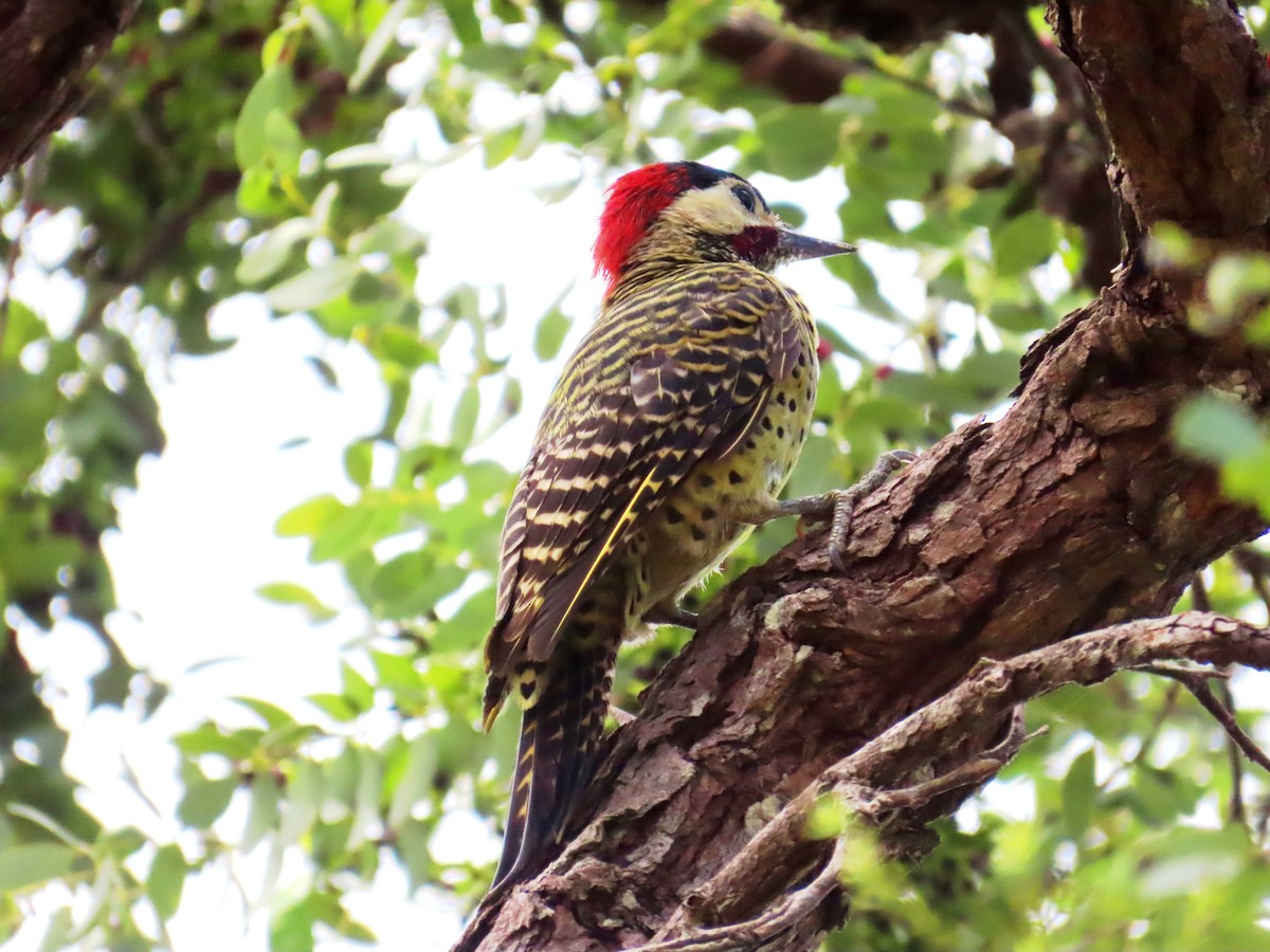 Green-barred Woodpecker - ML631884328