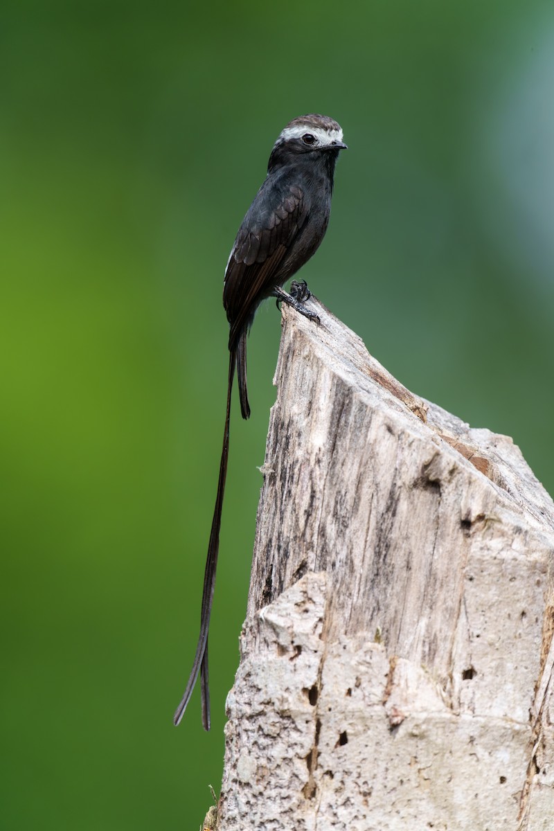 Long-tailed Tyrant - ML631884359