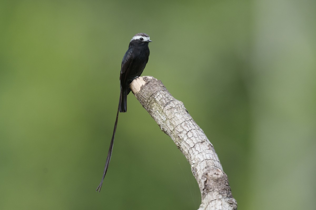 Long-tailed Tyrant - ML631884361