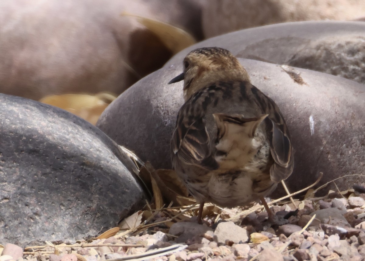 Harris's Sparrow - ML631884456