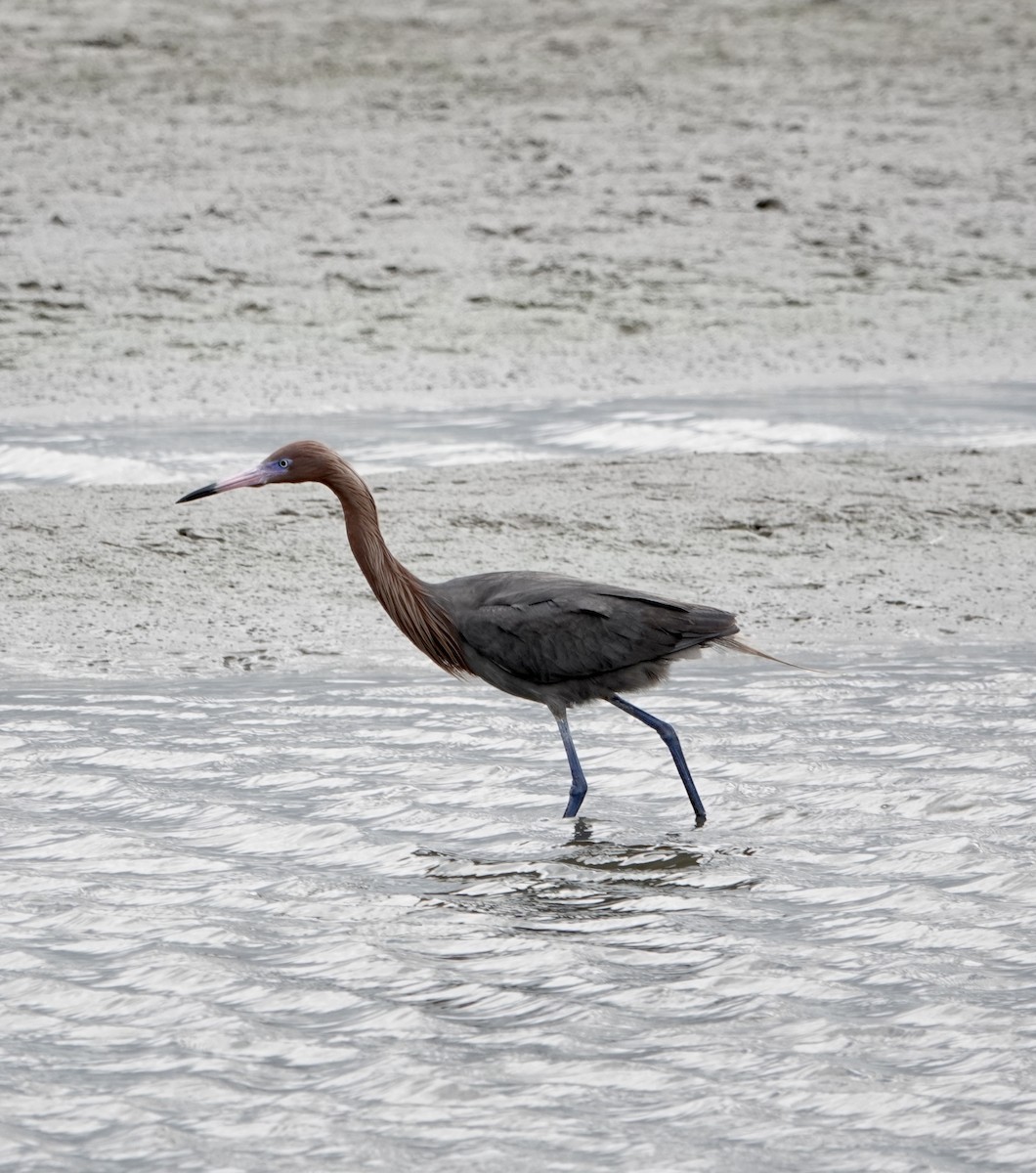 Reddish Egret - ML631884597