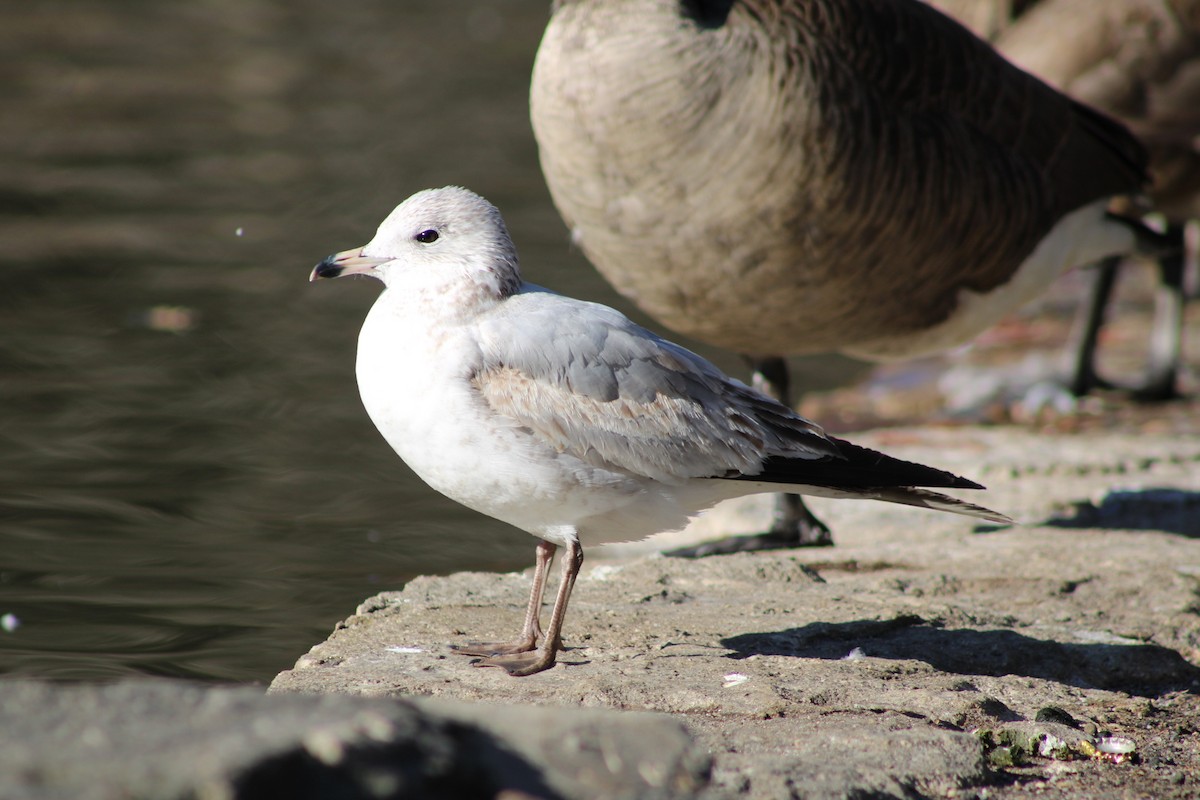 Ring-billed Gull - ML631884630