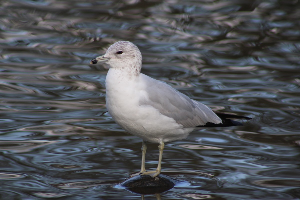 Ring-billed Gull - ML631884631