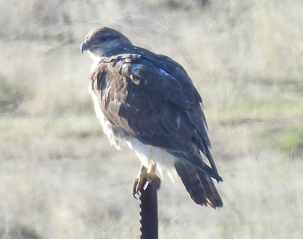 Ferruginous Hawk - ML631884637