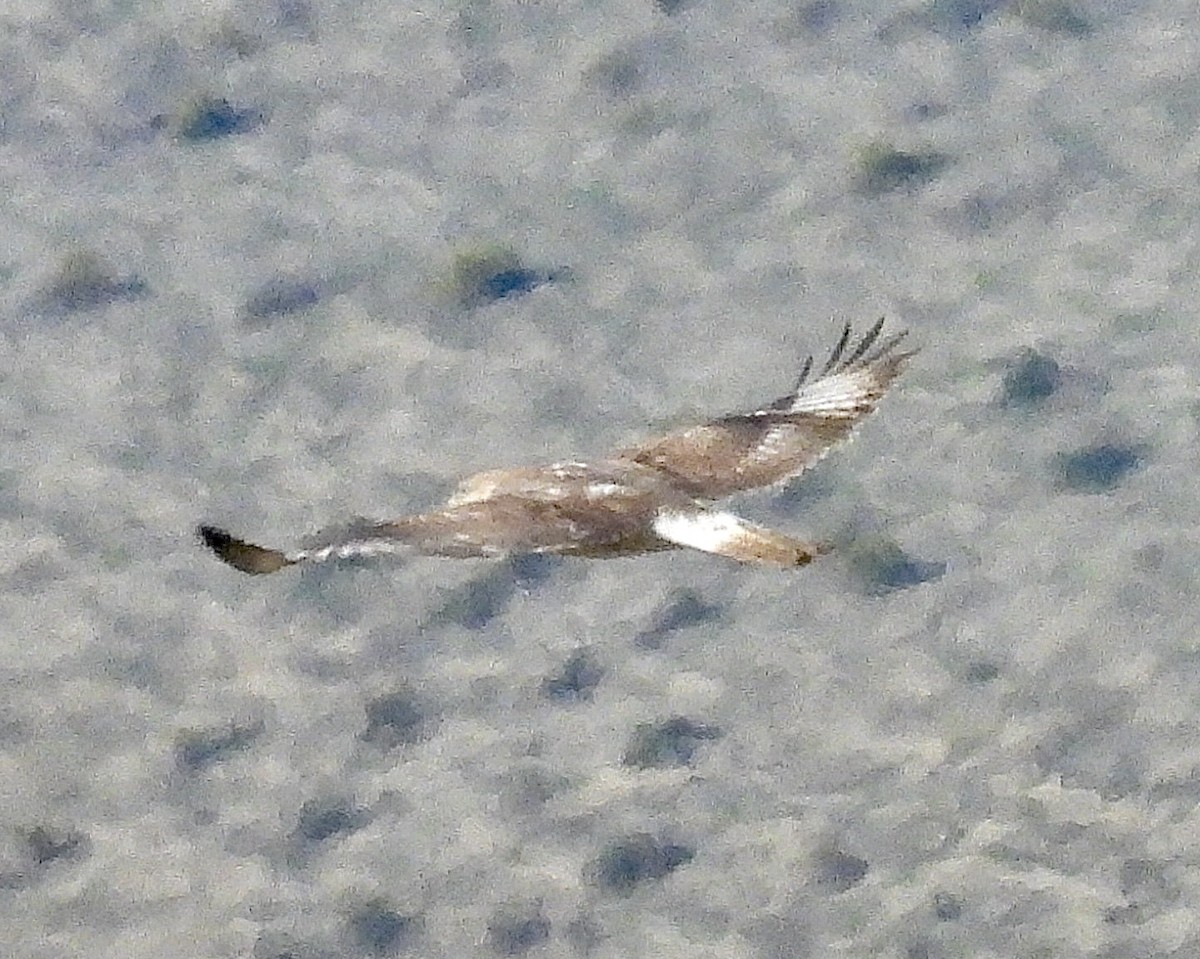 Ferruginous Hawk - ML631884638