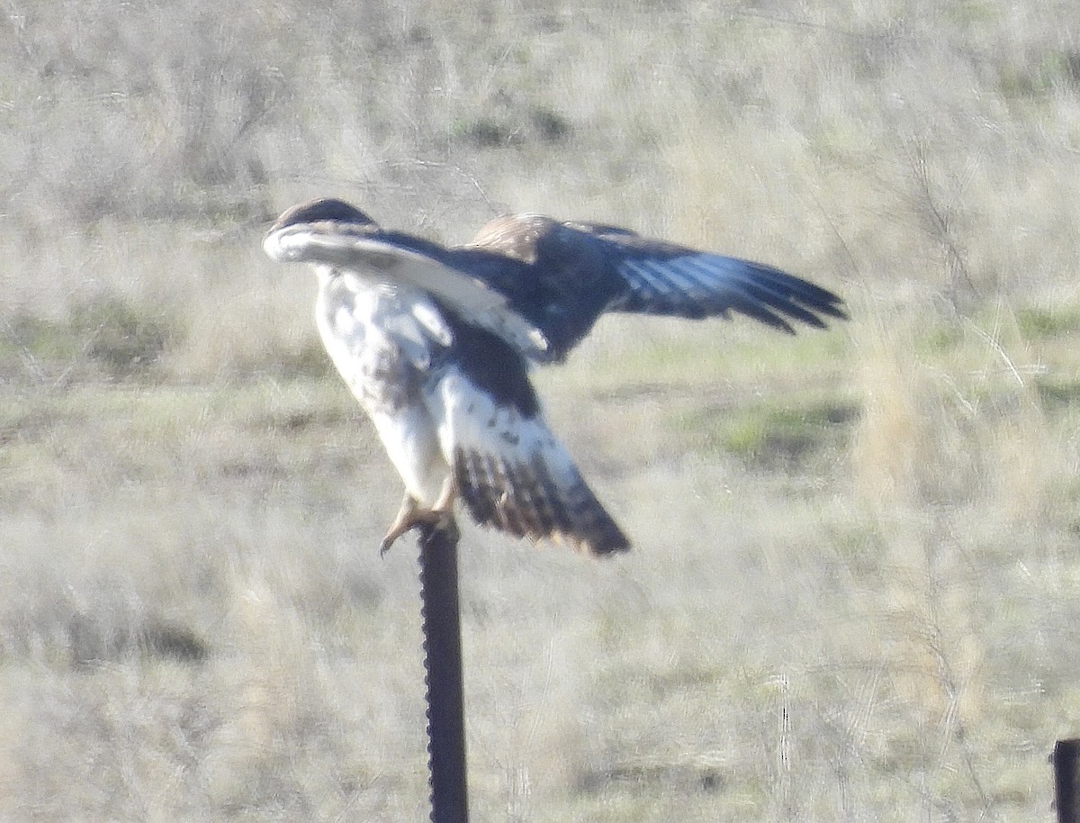 Ferruginous Hawk - ML631884639