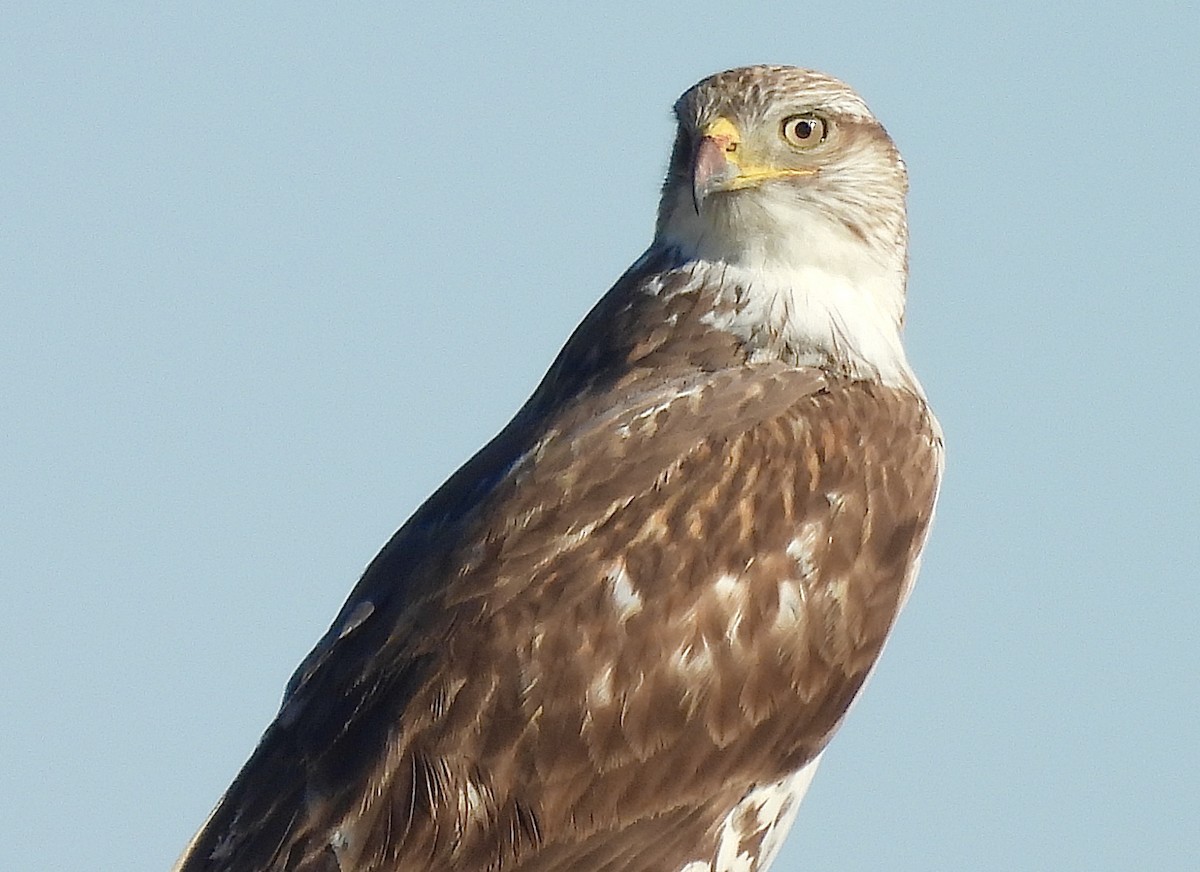 Ferruginous Hawk - ML631884640