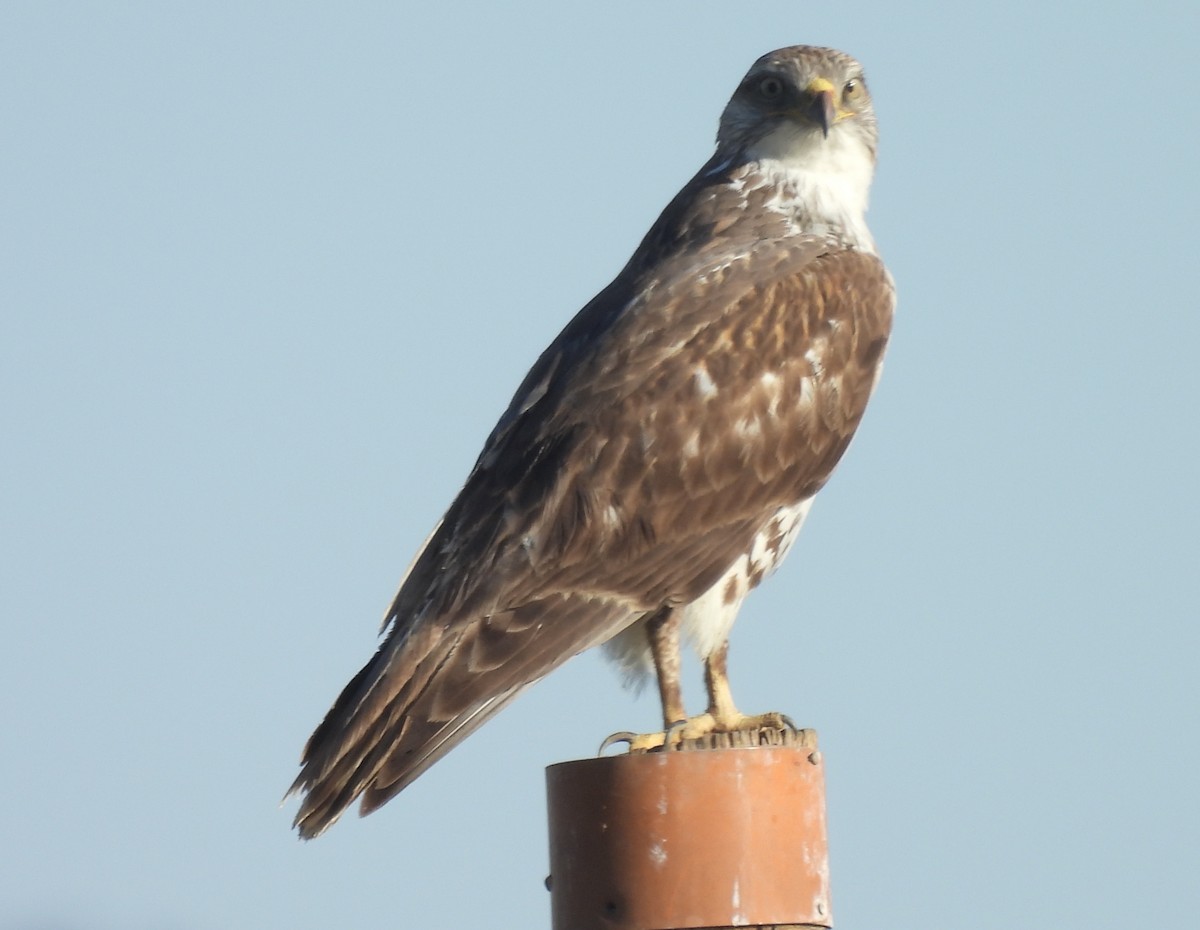 Ferruginous Hawk - ML631884641