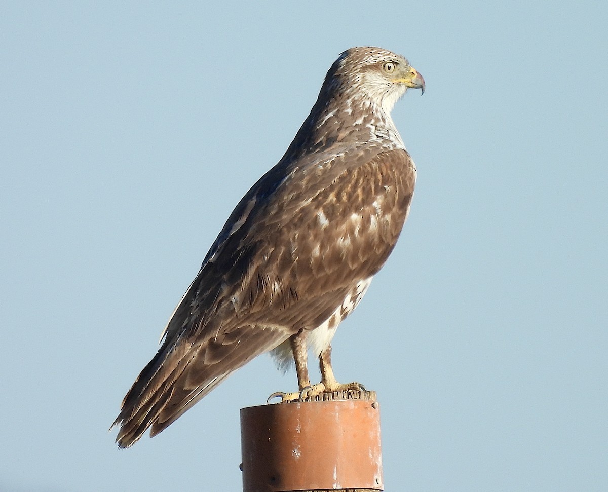 Ferruginous Hawk - ML631884642