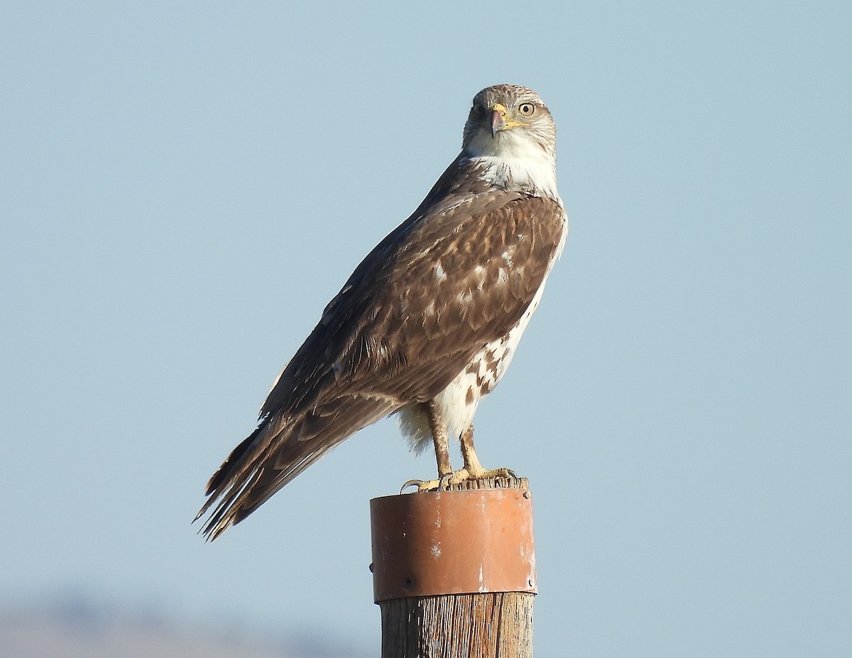 Ferruginous Hawk - ML631884643