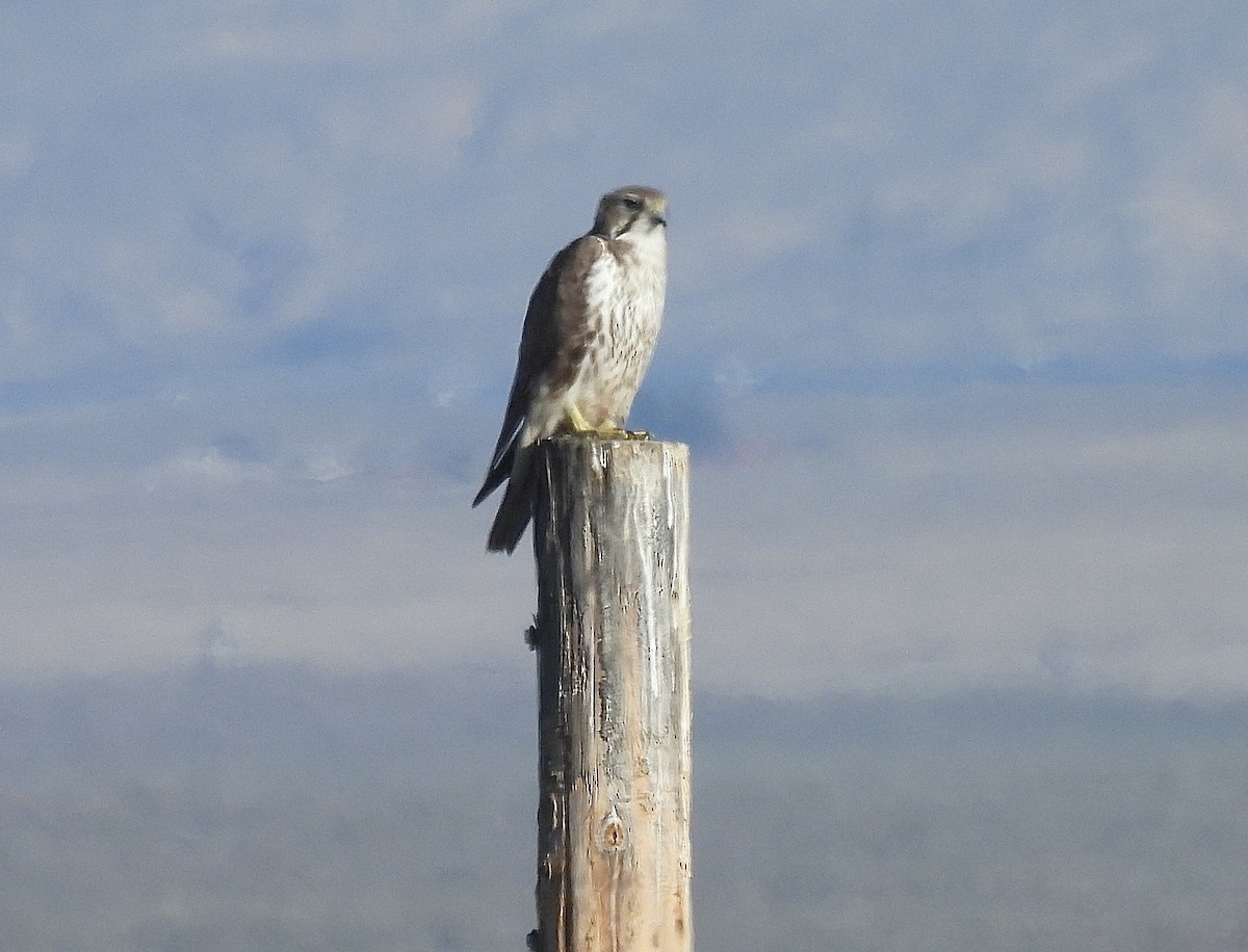 Prairie Falcon - ML631884663