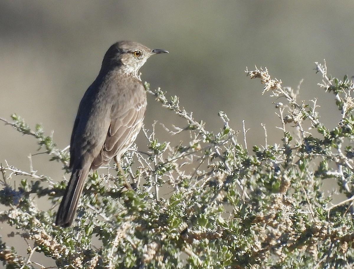 Sage Thrasher - ML631884698