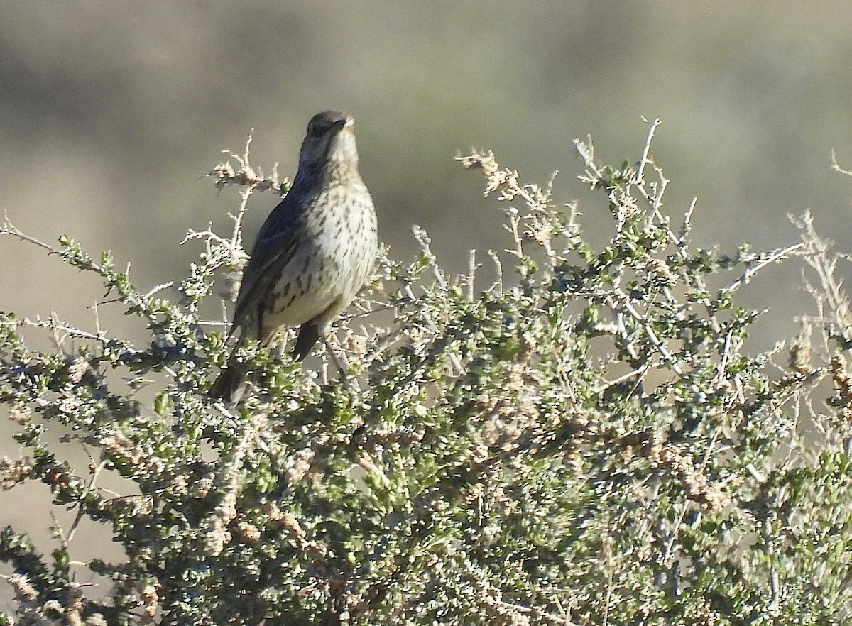 Sage Thrasher - ML631884699