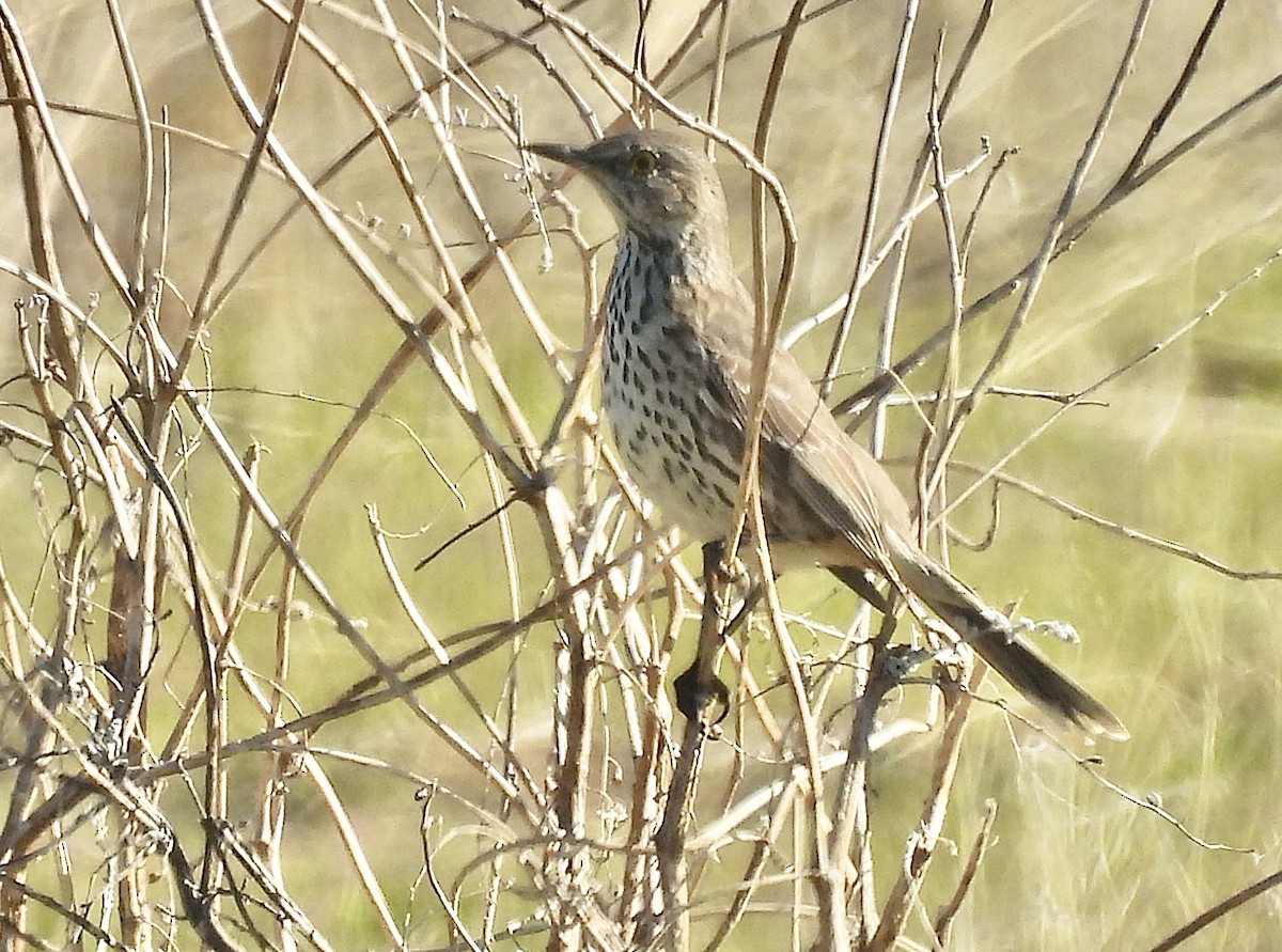 Sage Thrasher - ML631884701