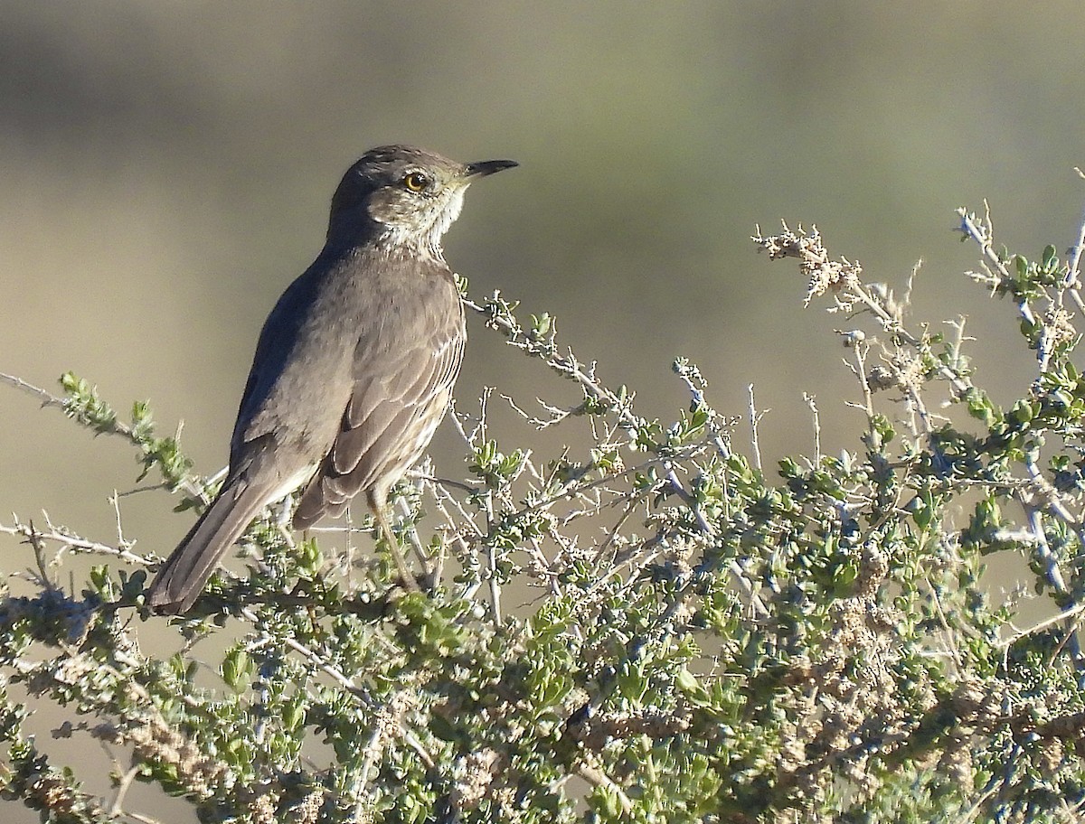 Sage Thrasher - ML631884702