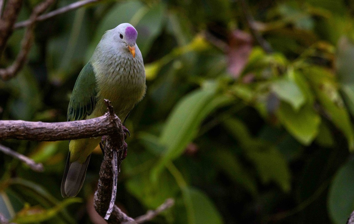 Atoll Fruit-Dove - ML631884737