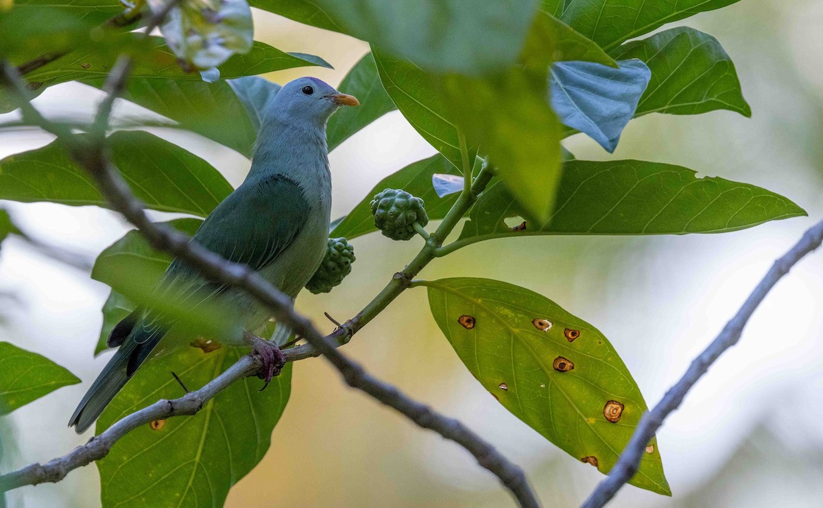 Atoll Fruit-Dove - ML631884738