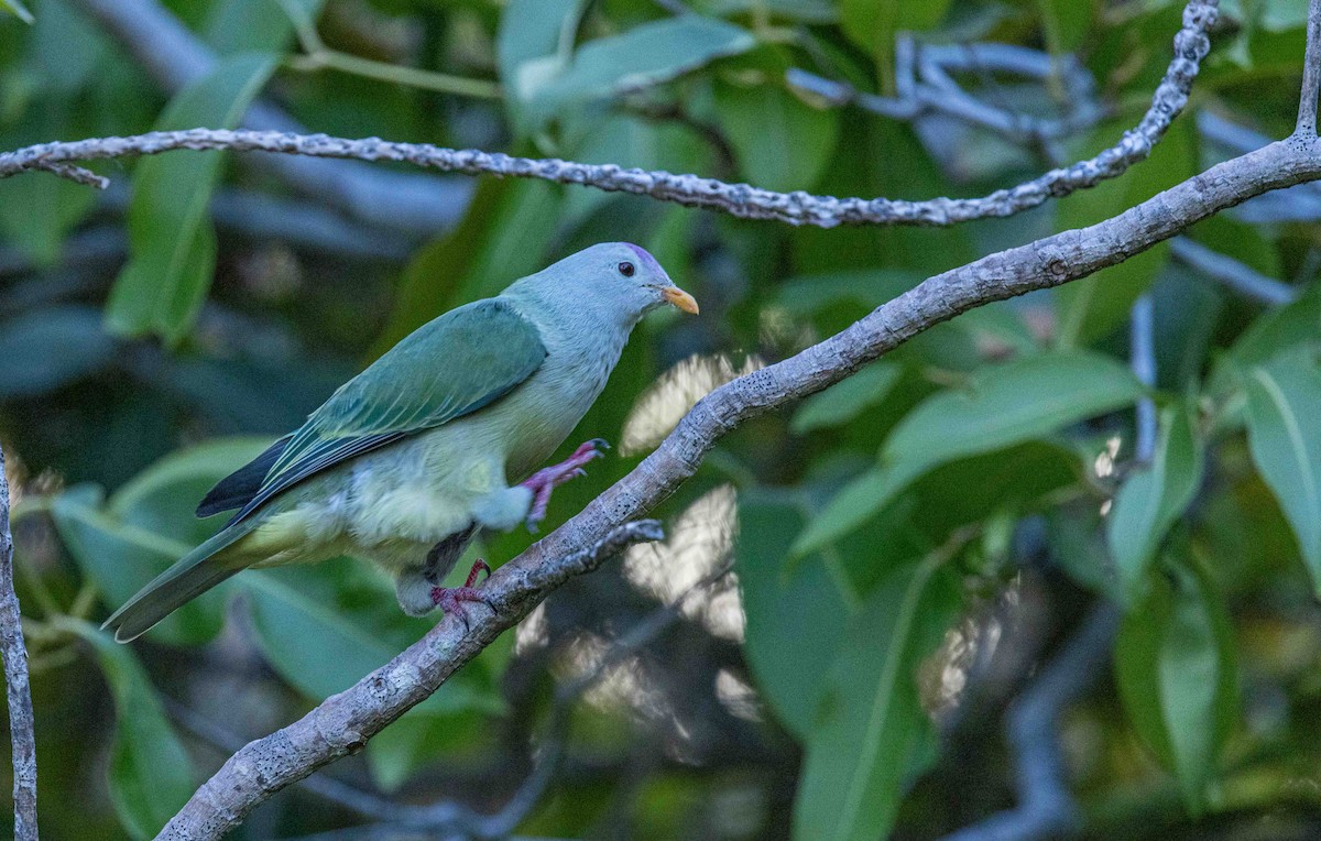 Atoll Fruit-Dove - ML631884739