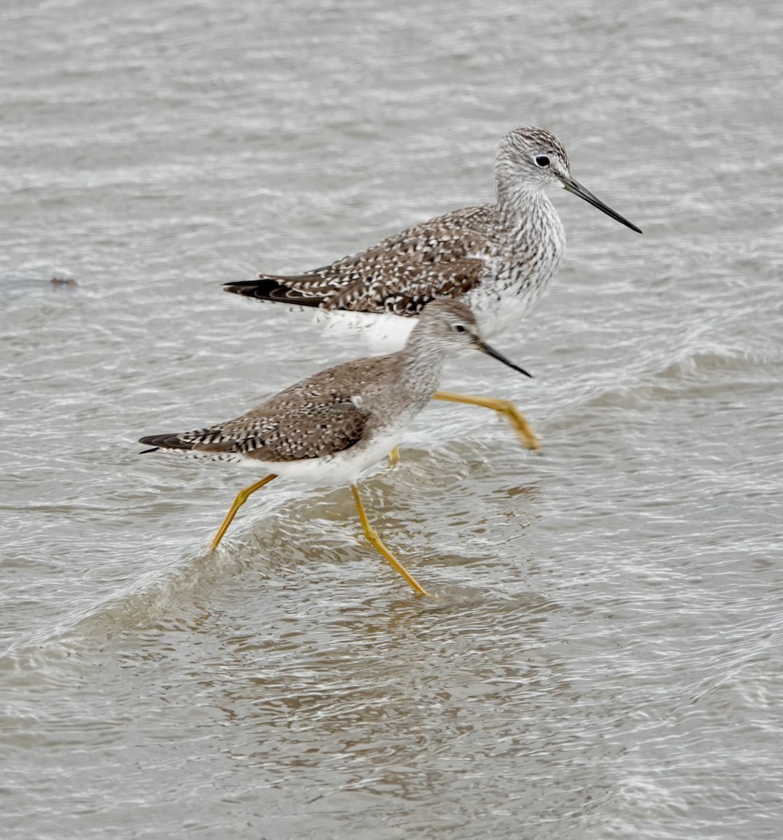 Greater Yellowlegs - ML631884753