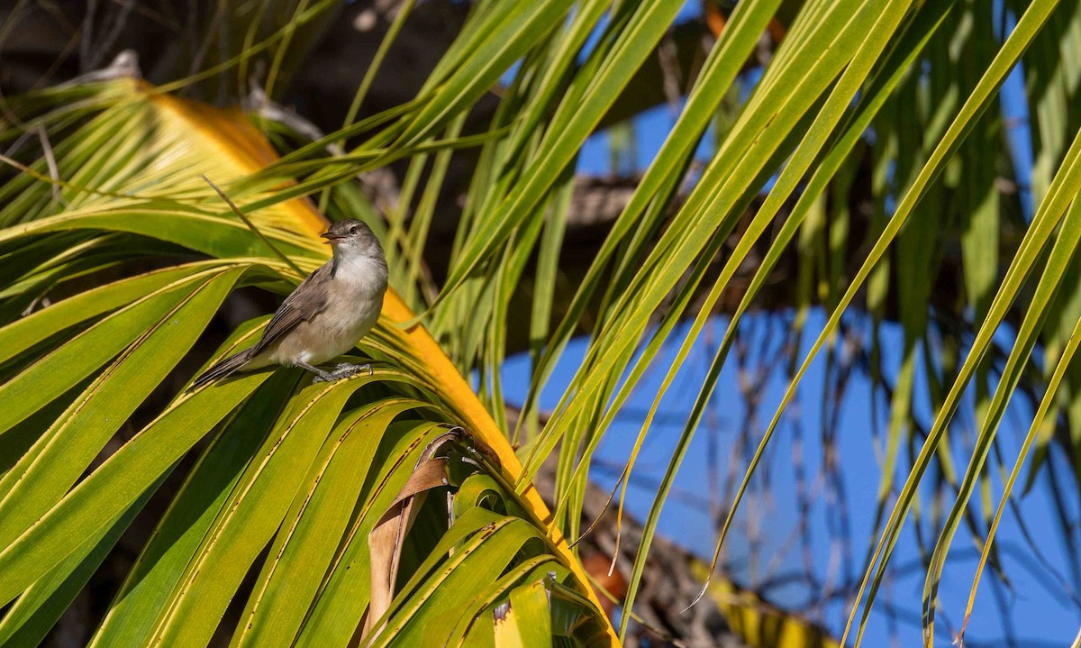 Tuamotu Reed Warbler - ML631884770
