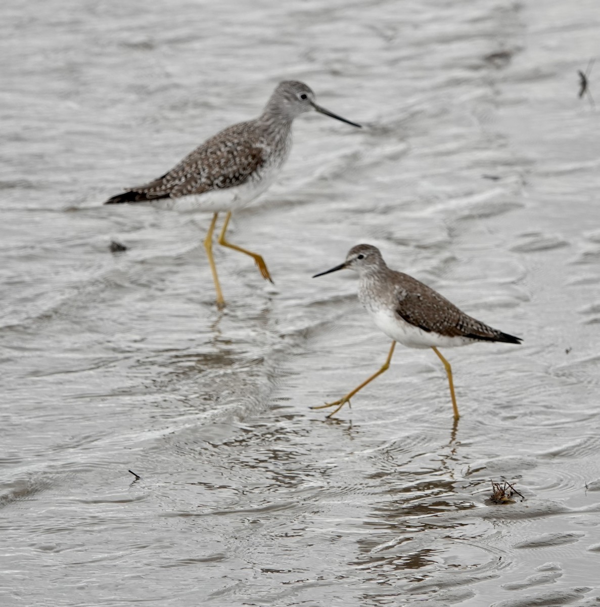 Lesser Yellowlegs - ML631884800