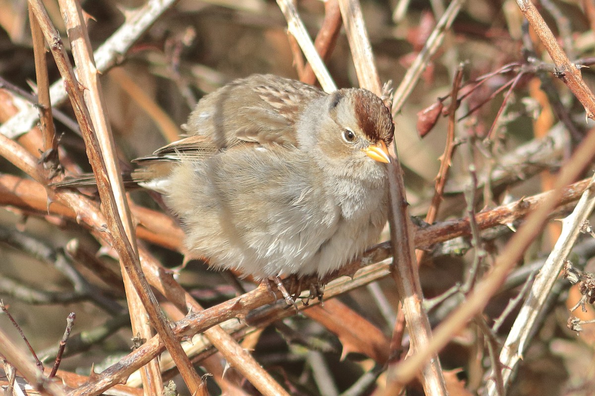 White-crowned Sparrow - ML631884844