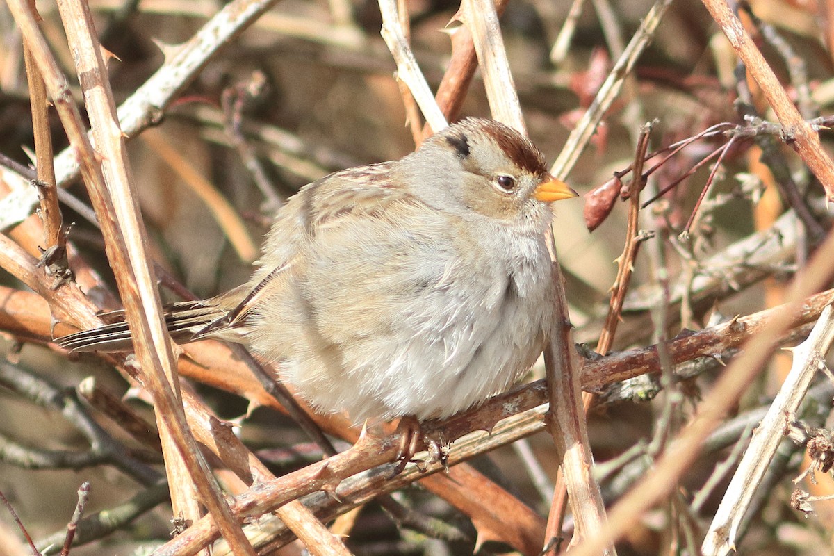 White-crowned Sparrow - ML631884845