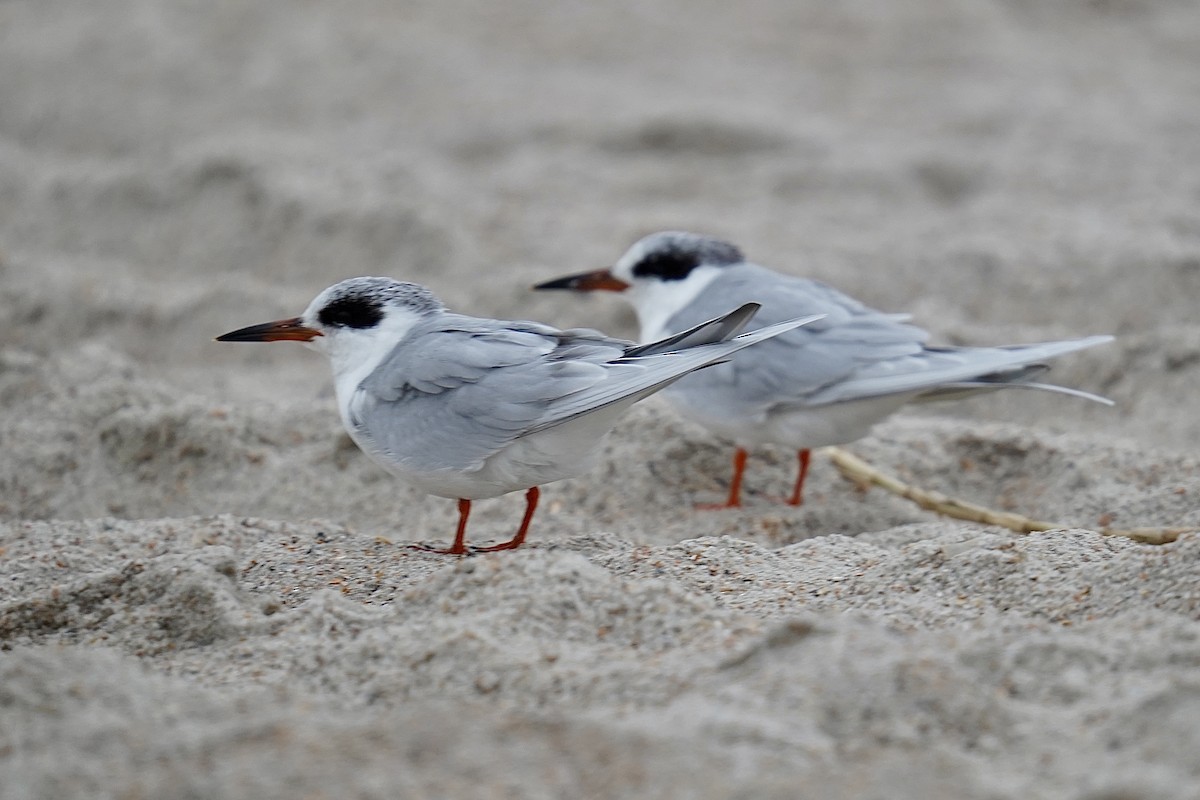 Forster's Tern - ML631884870