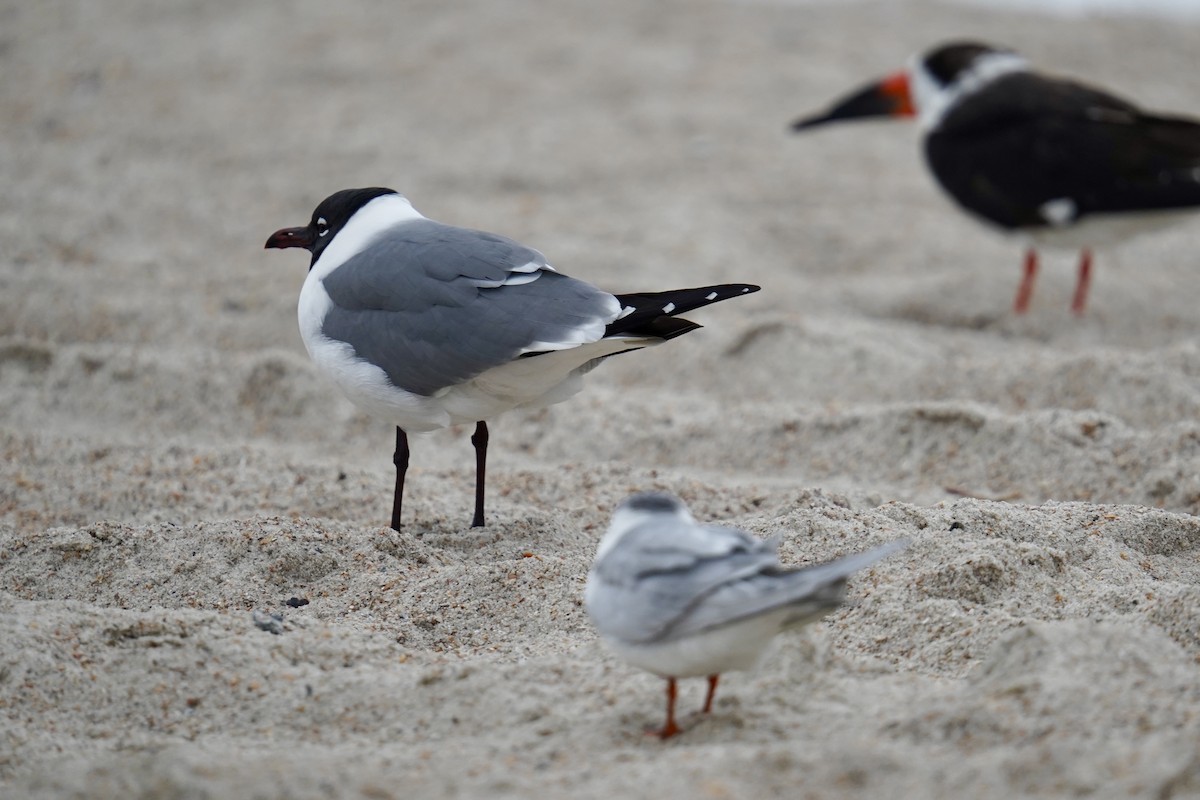 Laughing Gull - ML631884883