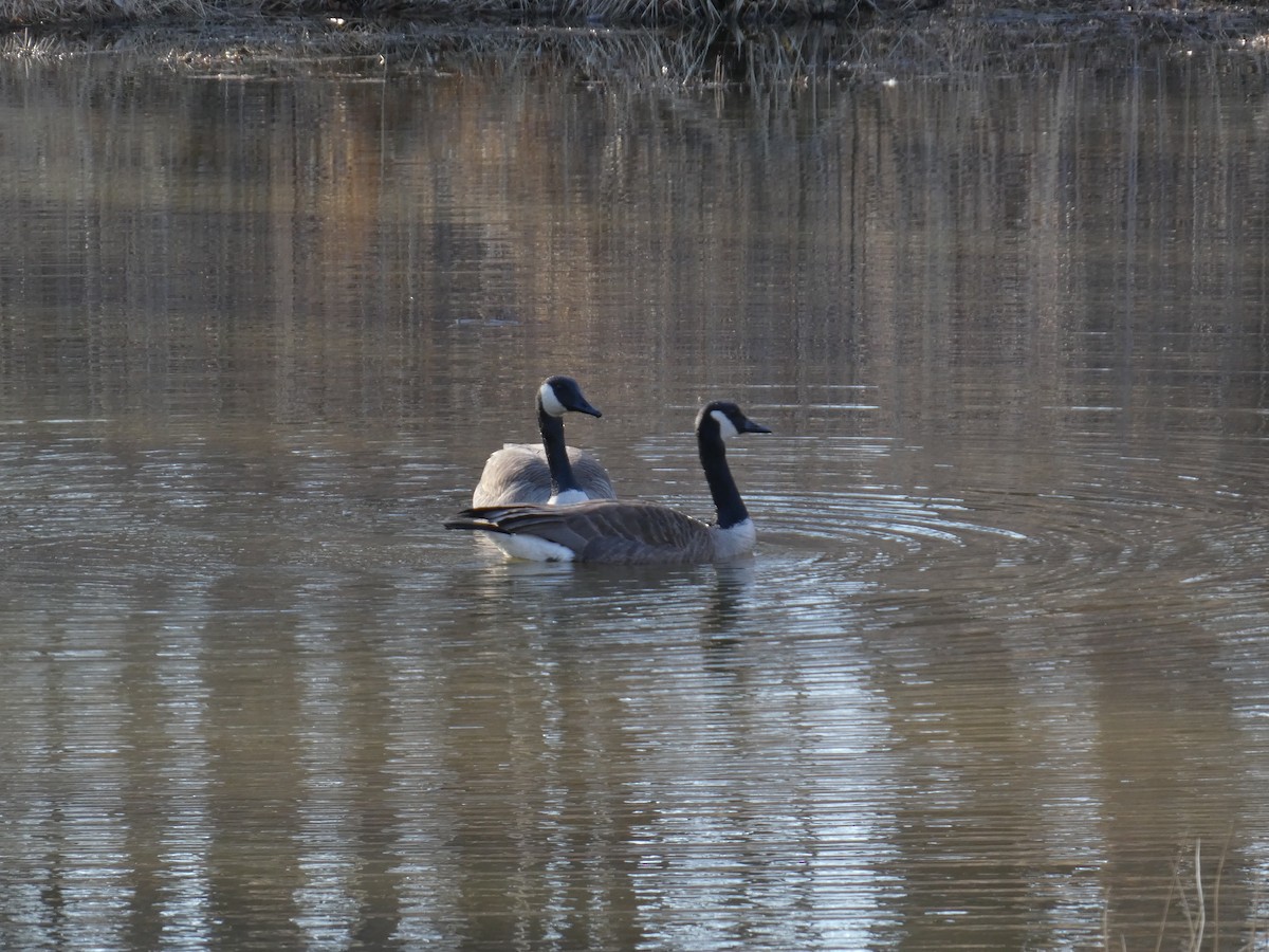 Canada Goose - ML631884885