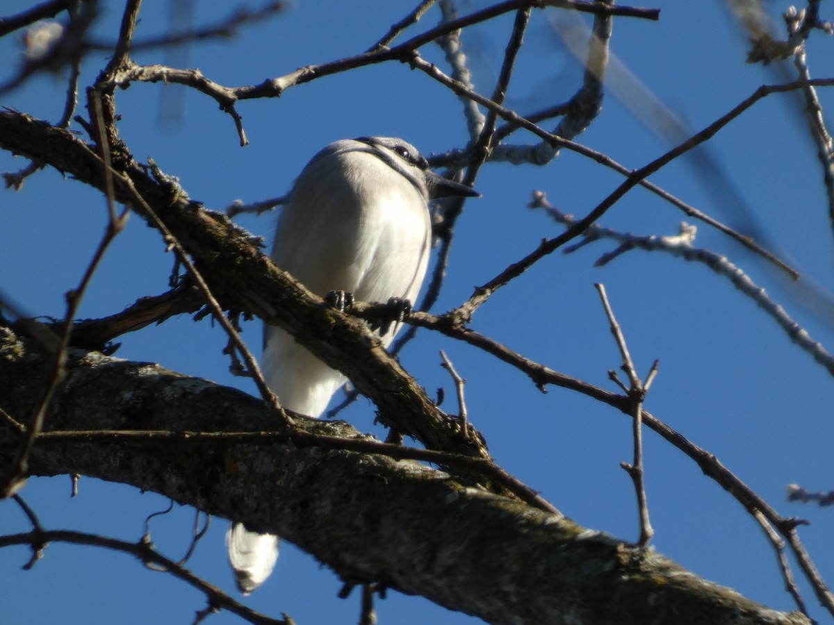 Blue Jay - ML631884919