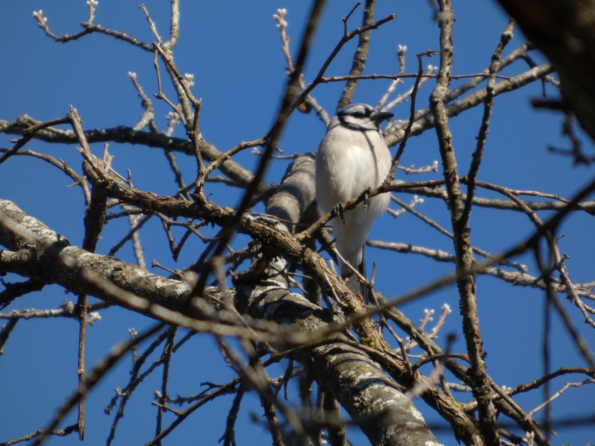 Blue Jay - ML631884920