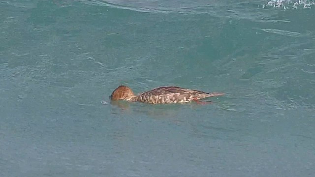 Red-breasted Merganser - ML631884972