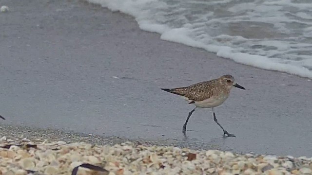Black-bellied Plover - ML631884982