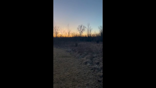 American Woodcock - ML631884993