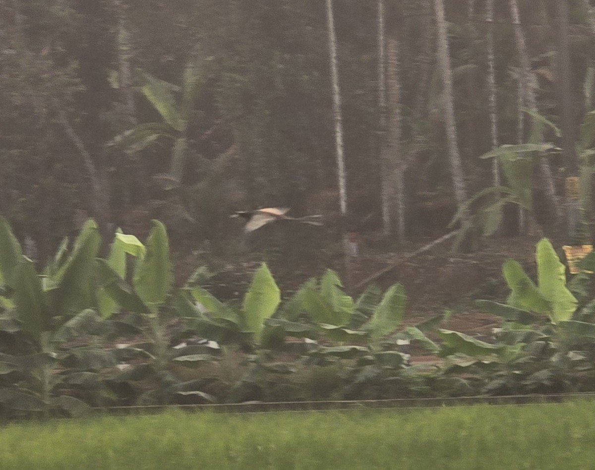 Bronze-winged Jacana - ML631885076