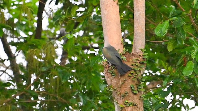 Green Imperial-Pigeon - ML631885262