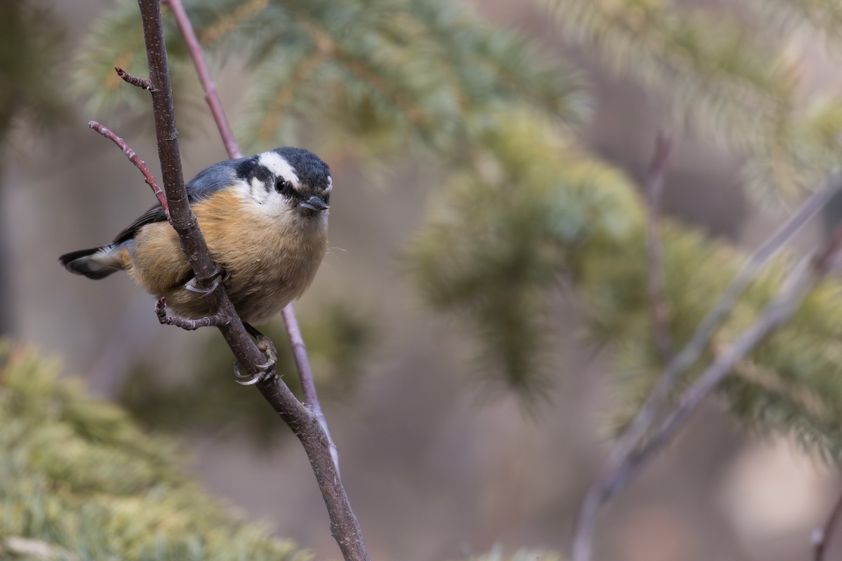 Red-breasted Nuthatch - ML631885301