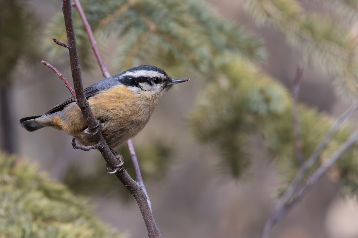 Red-breasted Nuthatch - ML631885302