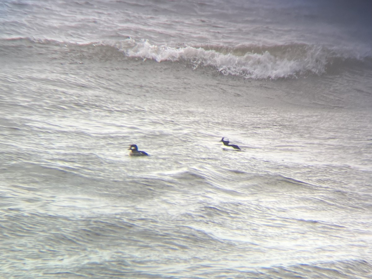 Bufflehead - ML631885315