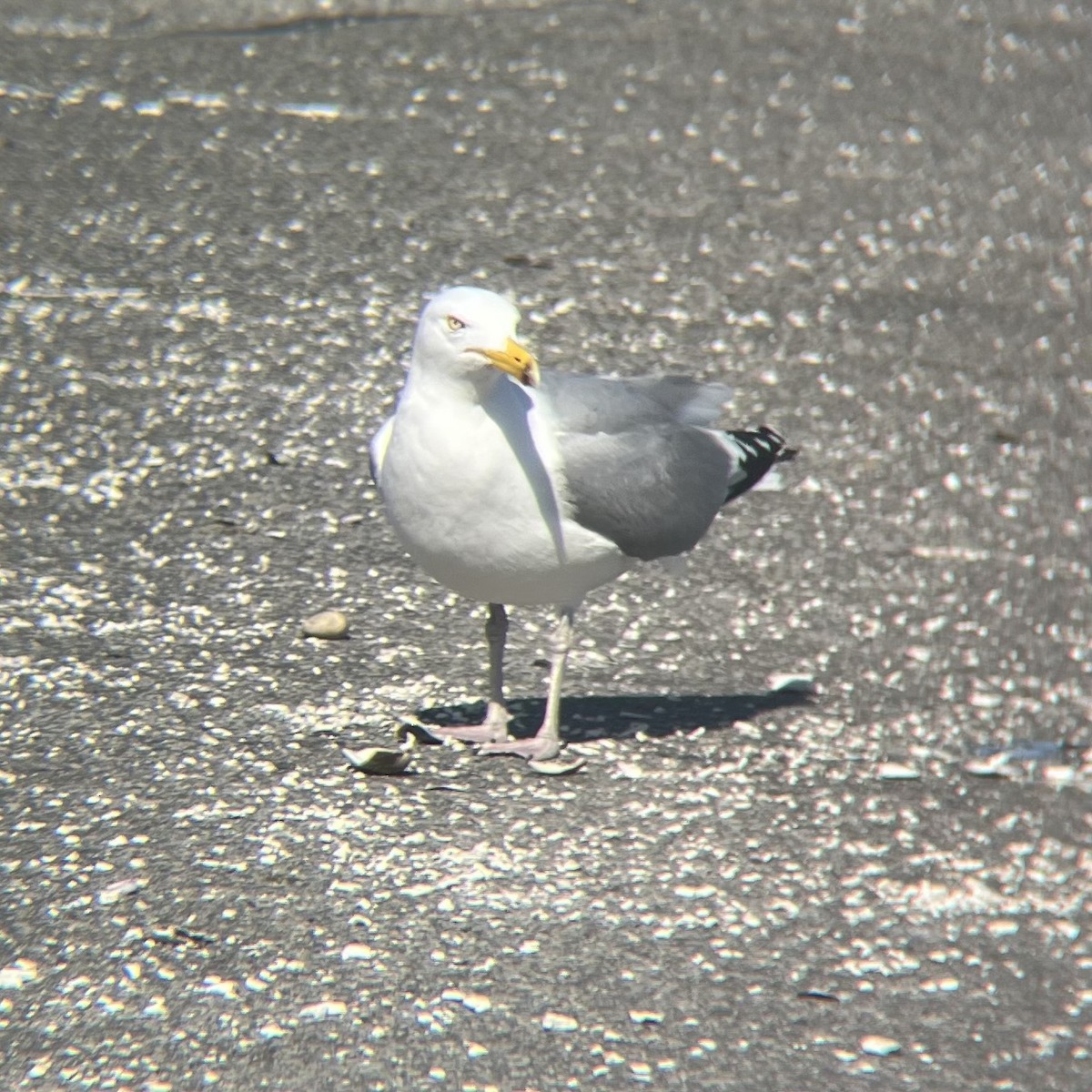 American Herring Gull - ML631885409