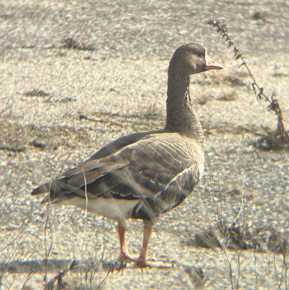 Greater White-fronted Goose - ML631885501