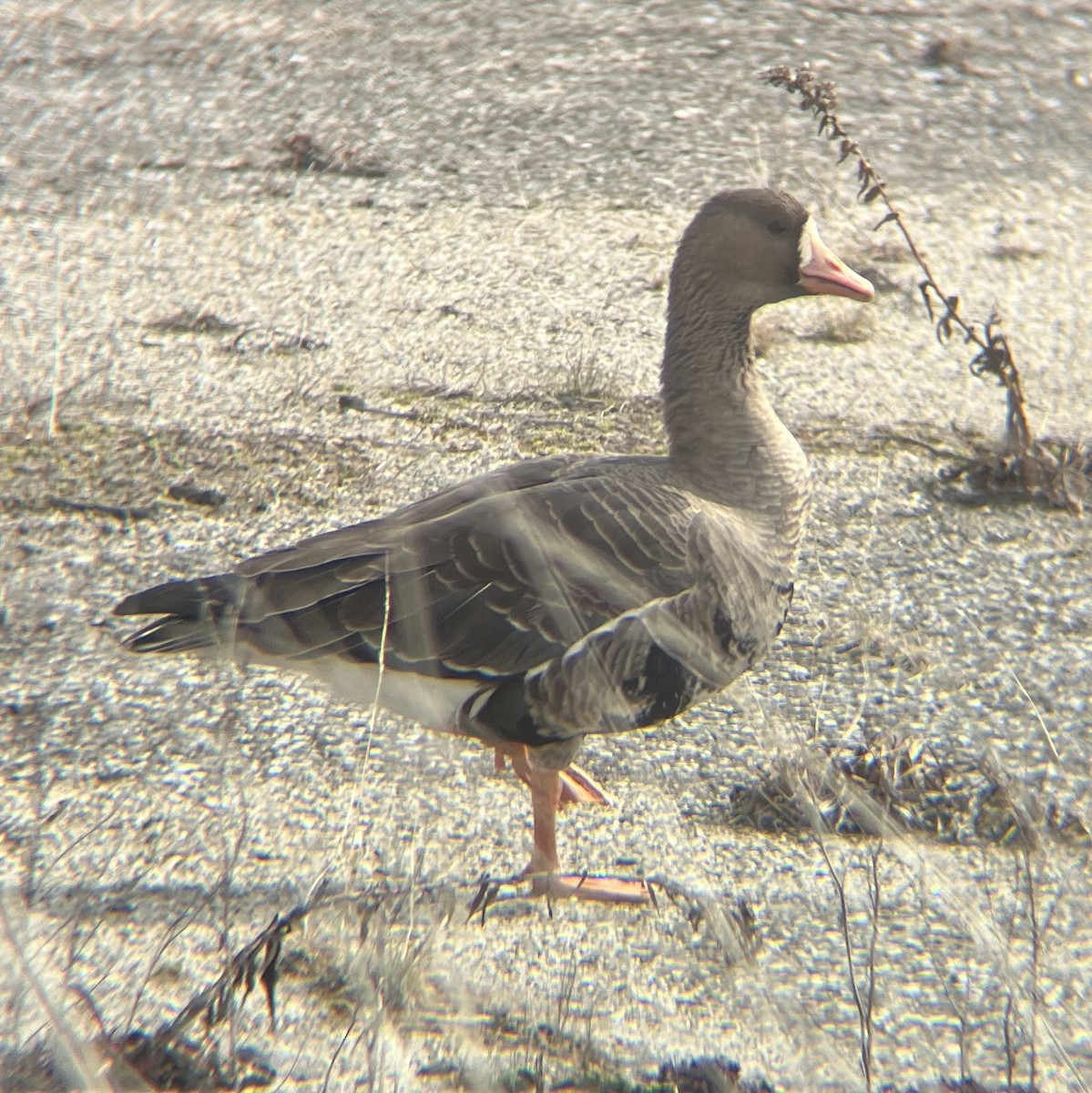 Greater White-fronted Goose - ML631885502