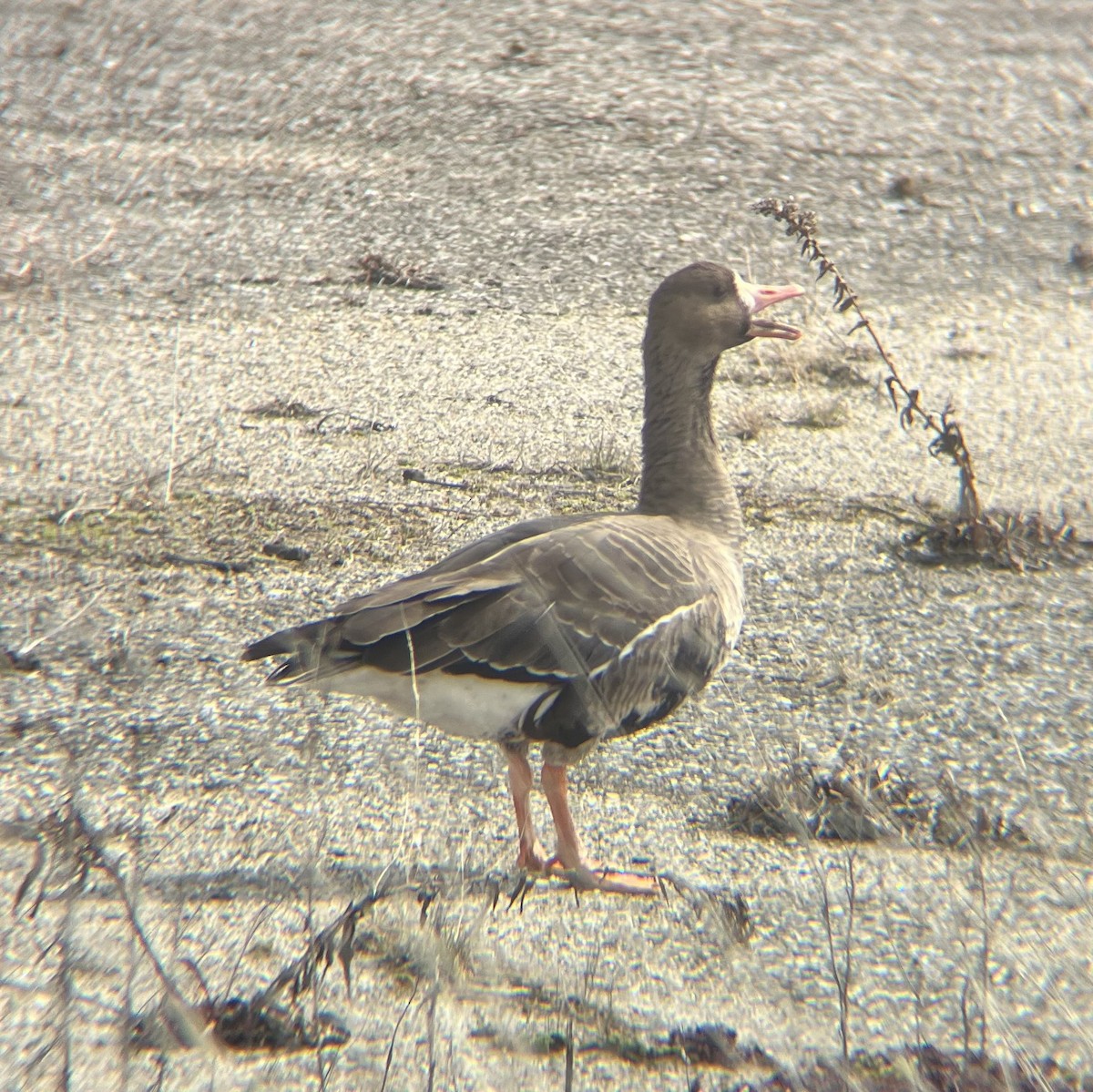 Greater White-fronted Goose - ML631885503